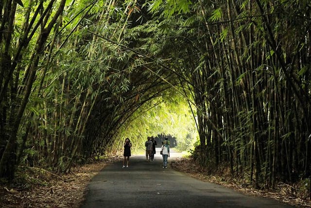 bamboo forest