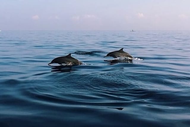 bali-dolphin-lovina-tour-and-ulundanu-beratan_1