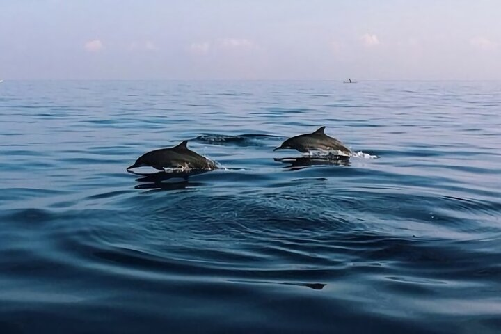 Bali Dolphin Lovina tour and Ulundanu Beratan - Photo 1 of 4