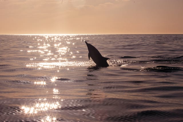 Bali Dolphin Sunrise Tour at Lovina - Photo 1 of 11