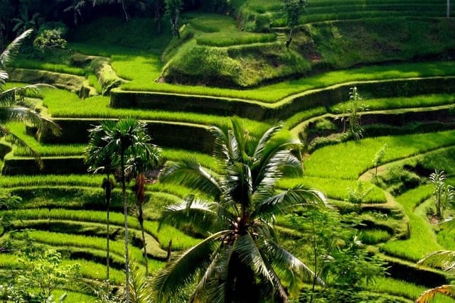 Tegalalang rice terrace