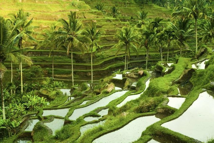 Tegalalang Rice Terrace 