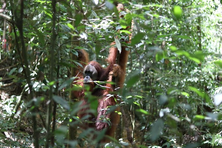 Bukit Lawang Full Day Jungle Trek - Photo 1 of 21