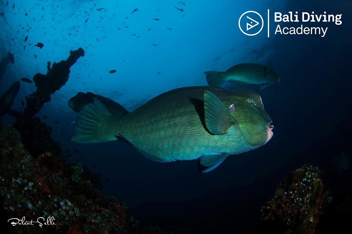 Day Trip Snorkeling in Tulamben - Explore Liberty Wreck (pick up in South Bali) - Photo 1 of 6