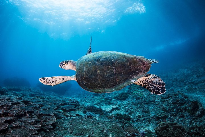 Discover Scuba Diving in Pemuteran - Diving Initiation in Bali (Menjangan Park) - Photo 1 of 14