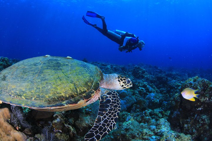 Discover Scuba Diving - Photo 1 of 6