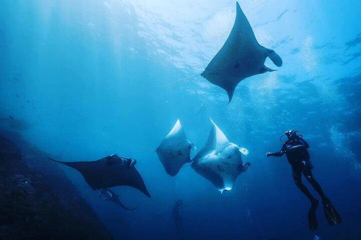 Diving with Manta Ray at Nusa Penida - Photo 1 of 6