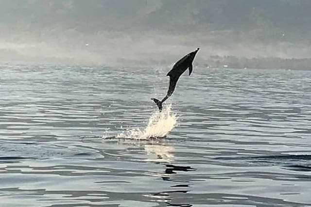 dolphin-watching-on-wildlife_1