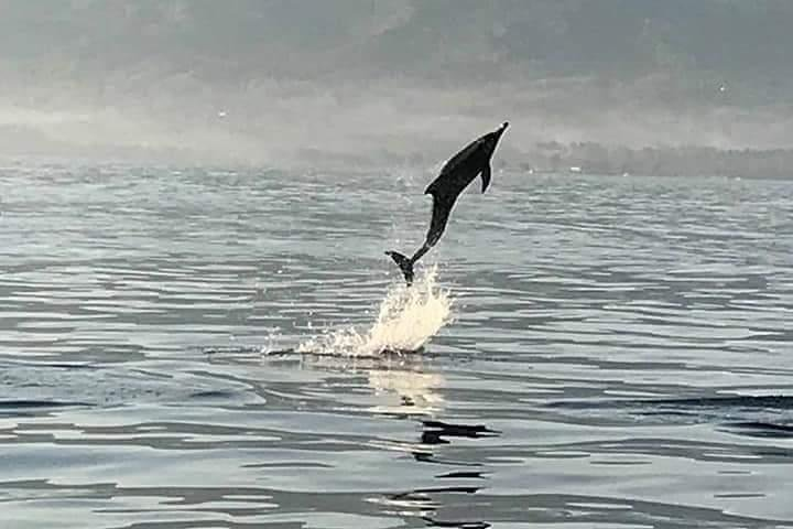 Dolphin Watching on Wildlife - Photo 1 of 13