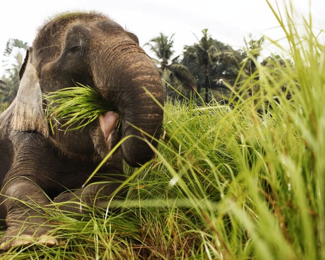 Elephant Expedition at Bali Zoo - Photo 1 of 7