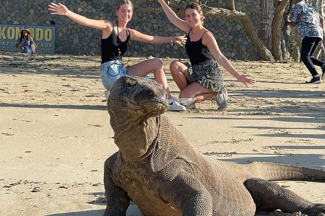 Explore Komodo And Swimming with Whale Shark - Photo 1 of 10