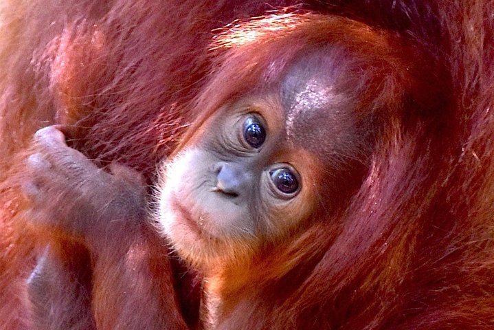 Sumatran Orangutan