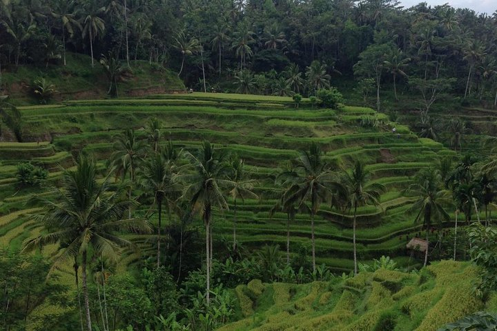 The beautiful Tegalalang Rice Terraces