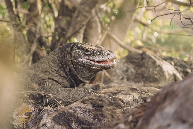 Komodo Dragon at Komodo Island 