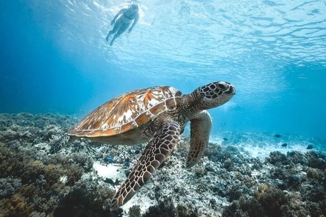 Snorkeling with sea turtle 