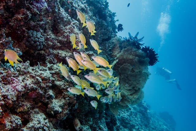 Gili Layar and Gili Rengit Snorkelling Tour from Lombok - Photo 1 of 8