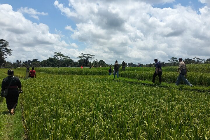 Keliki Village Tour And Rice Field Walk Including Lunch Or Dinner - Photo 1 of 12