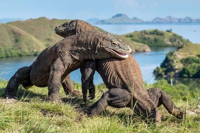 Komodo National Park