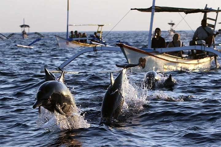 Lovina Dolphin Tour