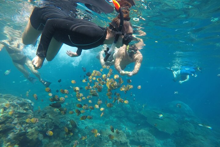 Gamat Bay Snorkeling