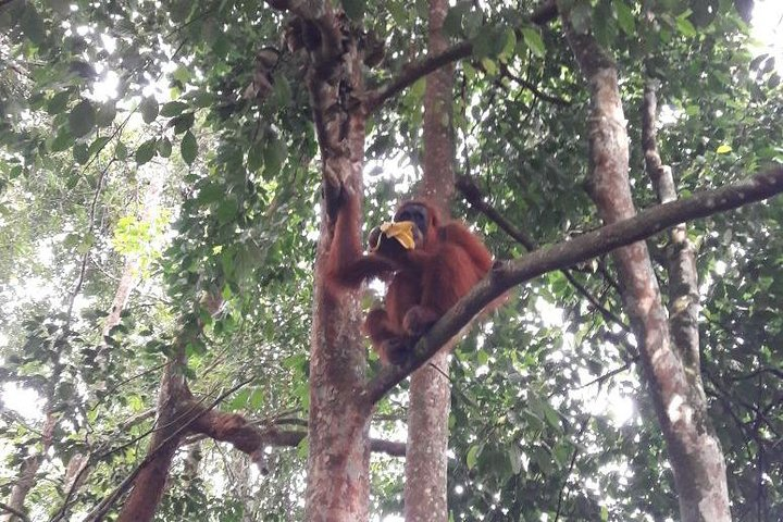 Sumatra Orang Utan tour