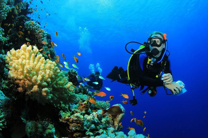 Menjangan Island Bali Diving Activity - Photo 1 of 14