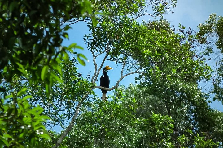 North Sumatra & Barumun Nagari Wildlife Sanctuary program - Photo 1 of 9