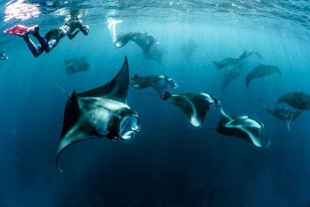 Snorkeling with Manta