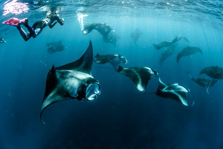 Snorkeling with Manta