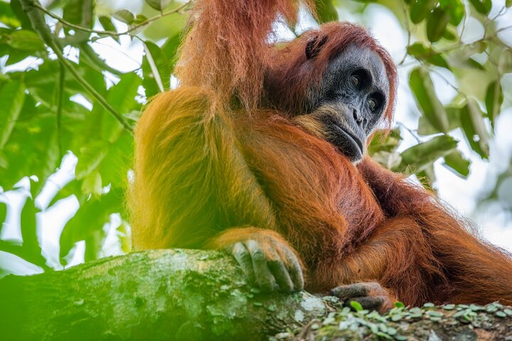 Orangutan Jungle Trek: 3 Day Adventure in Bukit Lawang, Sumatra - Photo 1 of 7