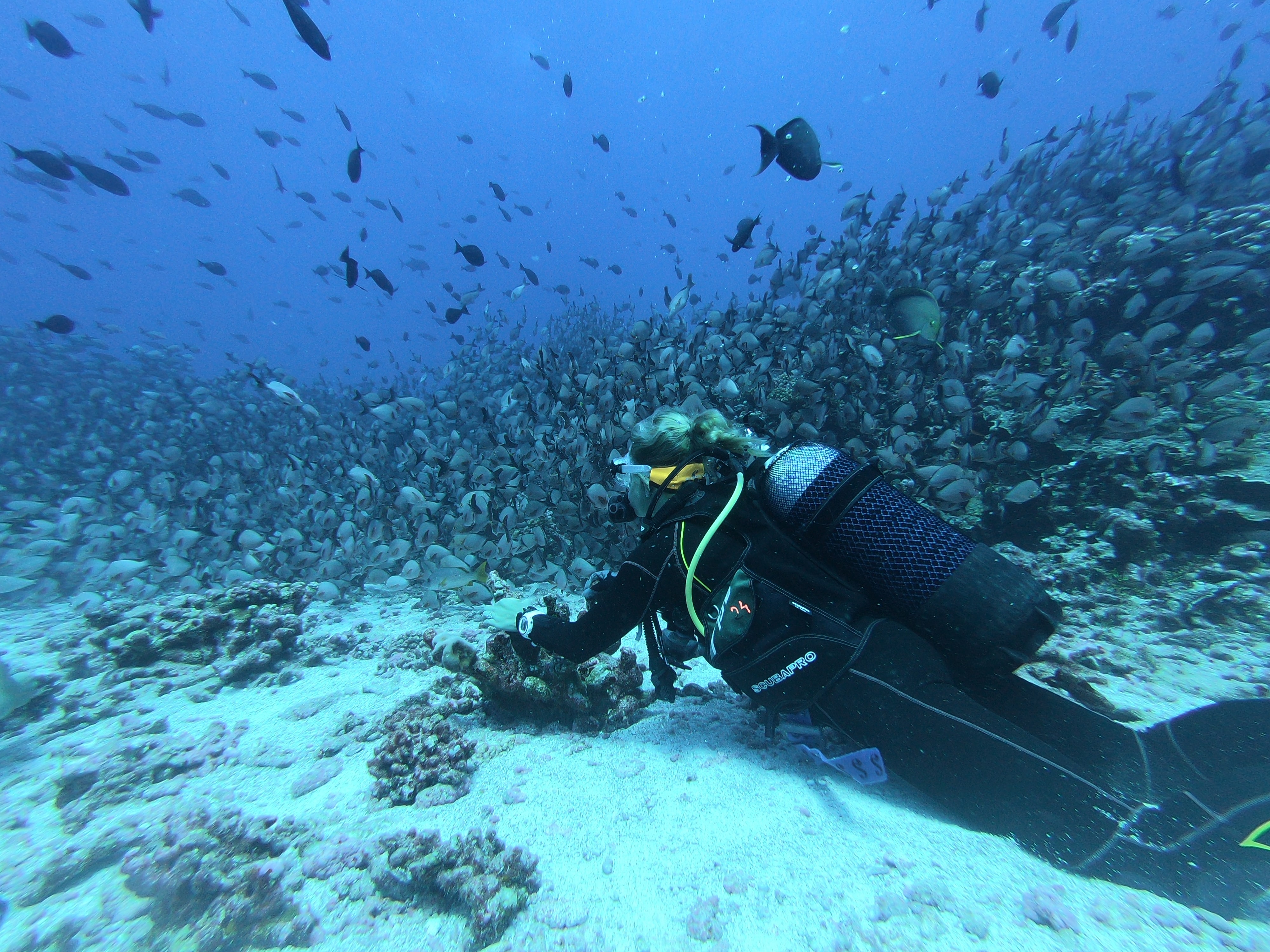 [5% OFF] Tulamben Liberty Shipwreck Try Scuba or Fun Diving  - Photo 1 of 14