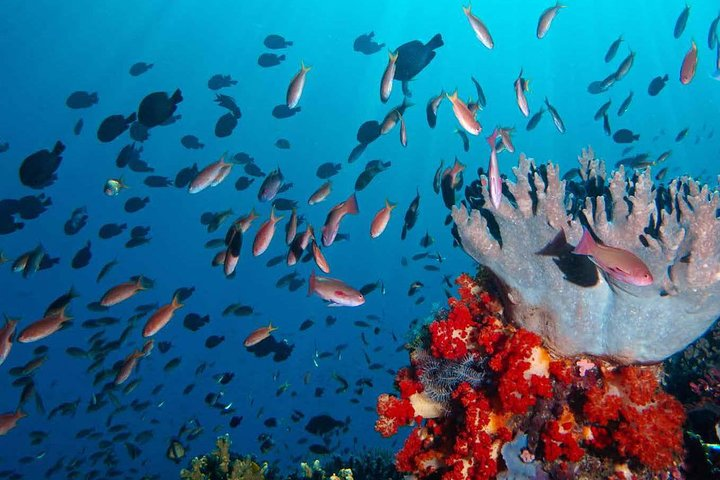 Snorkelling with Bintang Komodo Tours