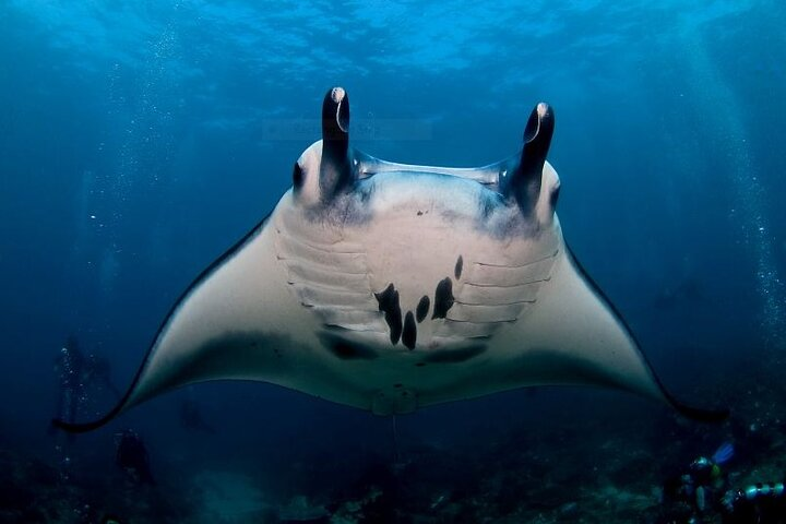 Scuba Dive with Manta Rays - Photo 1 of 15