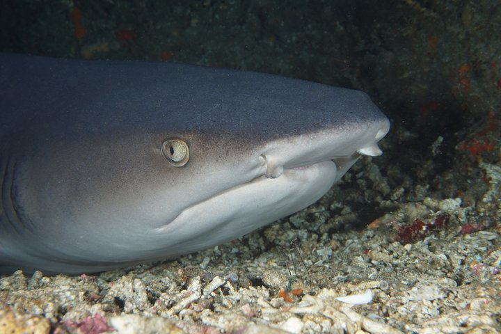 Scuba Diving at Padangbai: Shark Point and Blue Lagoon - Photo 1 of 9