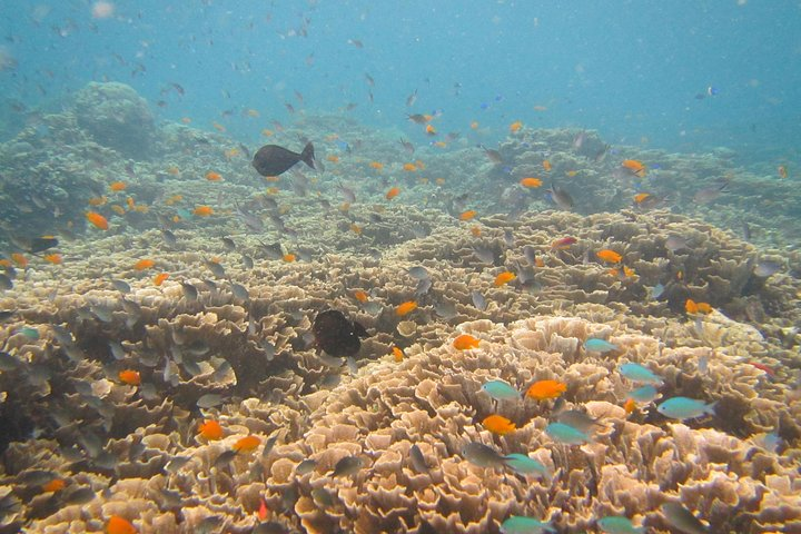 Coral garden in Tulamben