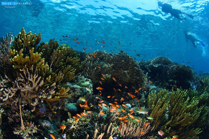 Snorkeling in Menjangan Marine Park - Discover abundant marine life of Pemuteran - Photo 1 of 16