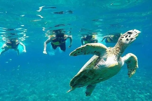 Snorkeling Tour In Gili Islands Pick Up From Lombok Or Gili - Photo 1 of 14