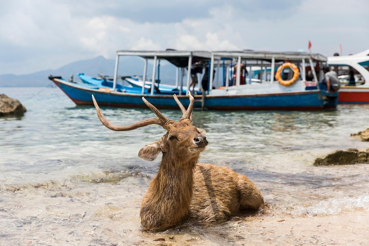 Snorkeling & Trekking at West Bali National Park - Photo 1 of 6