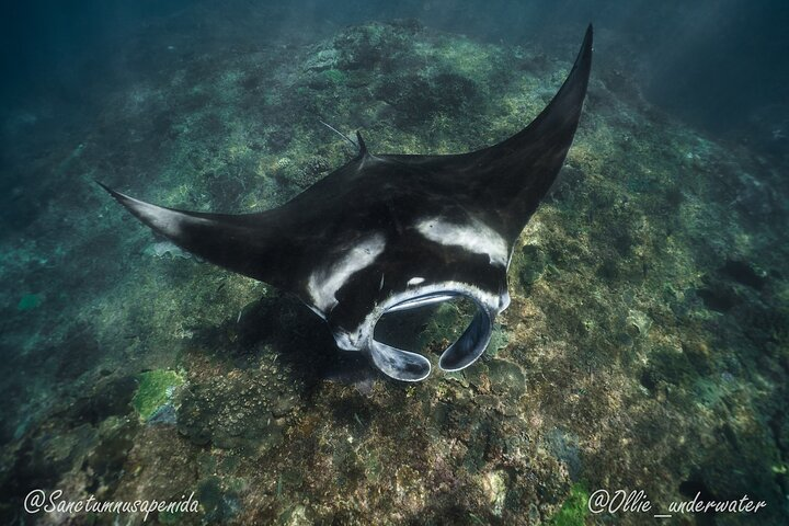 Snorkeling with manta rays - Photo 1 of 12