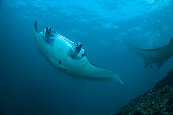 Snorkelling with Manta Rays - Photo 1 of 11