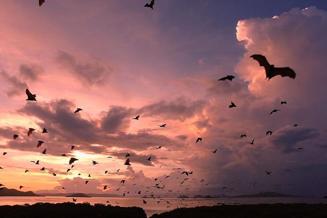 Sunset time at Kalong Island