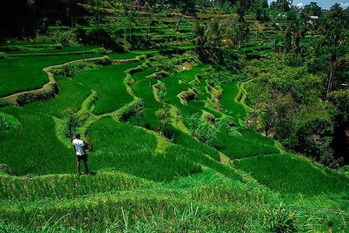 Tete Batu, Rice Terrace View with Waterfall, Original Lombok Tour  - Photo 1 of 5