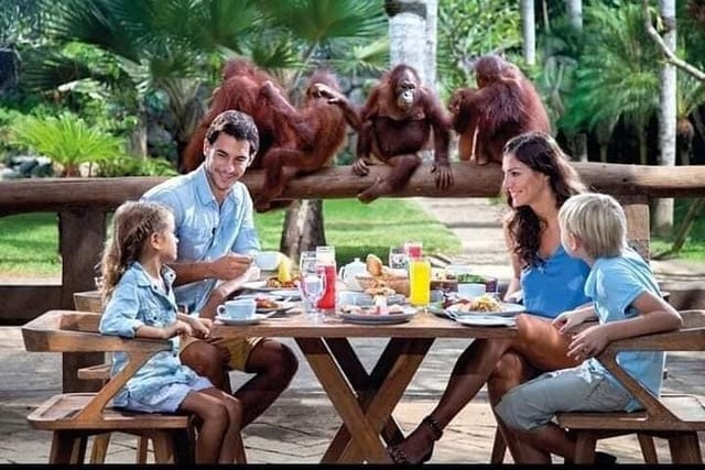 Breakfast with orangutans 