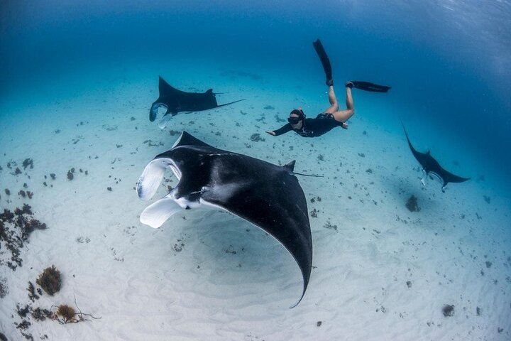 Three Islands Snorkeling Trip (3 Spots) from Lembongan (LT) - Photo 1 of 7