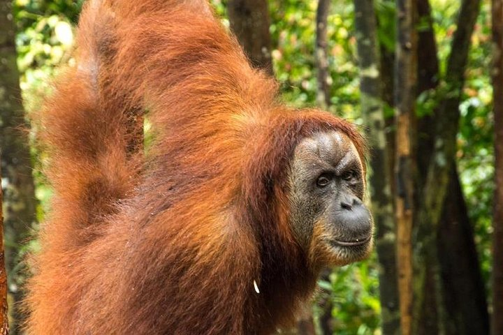 orang utan