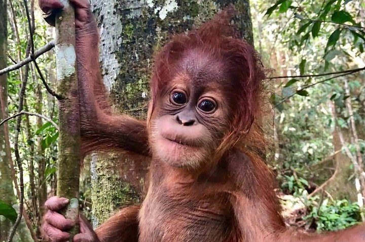 Two days orangutans adventure in Gunung Leuser  - Photo 1 of 8