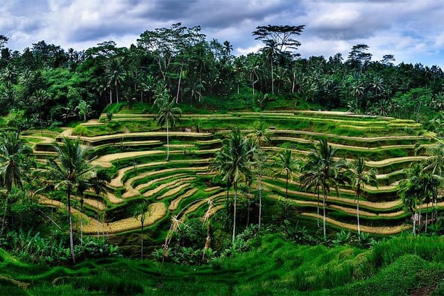 Tegalalang rice terrace