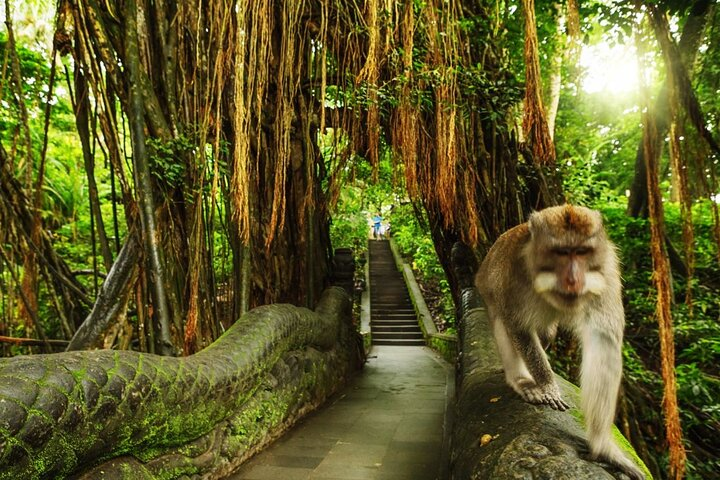 Ubud Skip the line Monkey Forest Sanctuary Ticket and Guided Tour - Photo 1 of 3