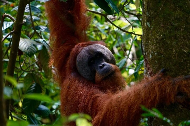 Wonderful 2Days 1Night Bukit Lawang Jungle Trekking Free Rafting - Photo 1 of 8