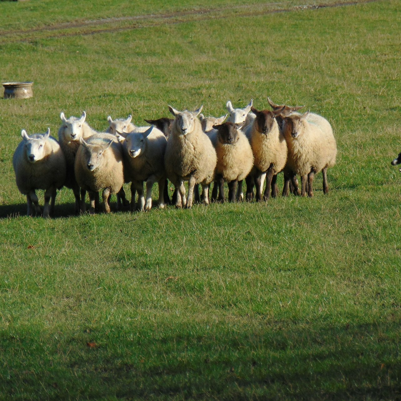 Glendalough, Wicklow, Kilkenny City and a Sheepdog Demonstration from Dublin - Photo 1 of 10